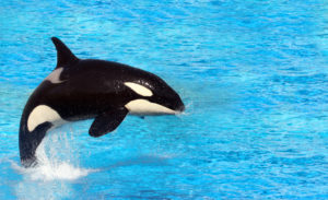 Big killer whale jumping on water